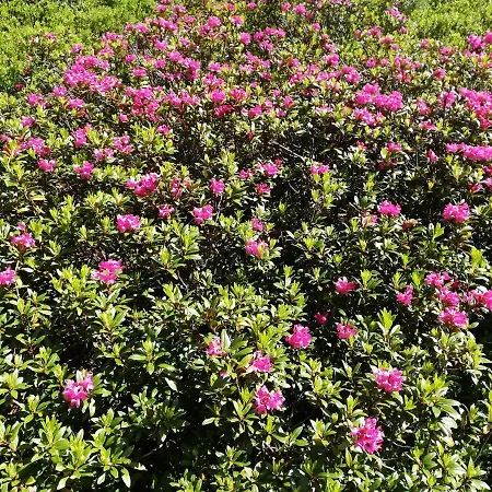 S'haus Am דירה *